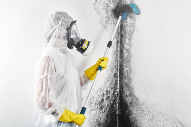 Best Air Quality Testing for Mold Spores  in Burlington, CO