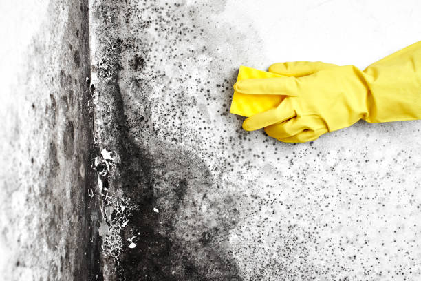 Mold Remediation for Rental Properties in Burlington, CO
