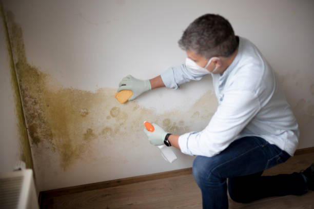 Reliable Burlington, CO Mold Removal Solutions