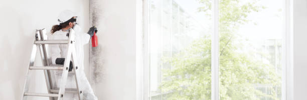 Best Mold Removal for HVAC Installations  in Burlington, CO
