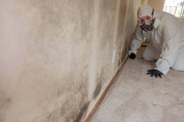 Best Dehumidification Services  in Burlington, CO